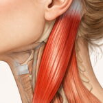 Der Muskel der für ein hängendes Gesicht verantwortlich ist